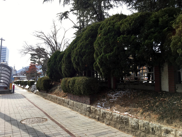 [대전=뉴시스] 대전시 중구 선화동 옛 충남도청에 식재된 향나무.  *재판매 및 DB 금지