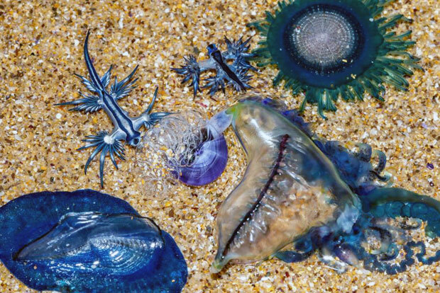 바닷속 작은 청룡 ‘블루드래곤’ 등 기이한 푸른빛을 띠는 바다생물이 호주 해변에 총출동했다. 13일(현지시간) 호주 ABC뉴스는 호주 동부 해안에 수백 마리 규모의 부표생물 군집이 밀려들었다고 전했다./사진=로렌스 셸레