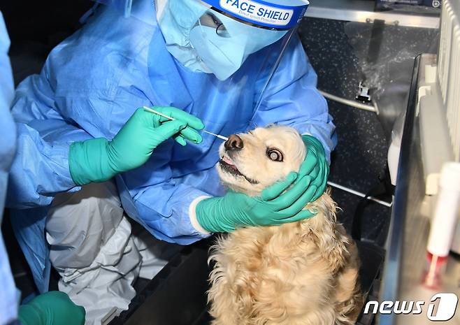 서울시 동물이동검체채취반이 10일 강북구 확진자가 기르던 반려동물의 신종 코로나바이러스 감염증(코로나19) 검사를 위해 검체를 채취하고 있다.(서울시 제공)© 뉴스1