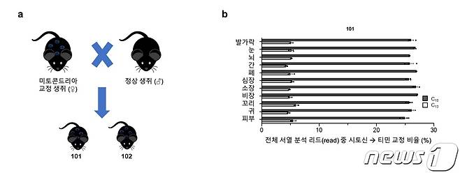 DdCBE에 의해 교정된 미토콘드리아 DNA의 자손세대 전달 (제공:IBS)© 뉴스1