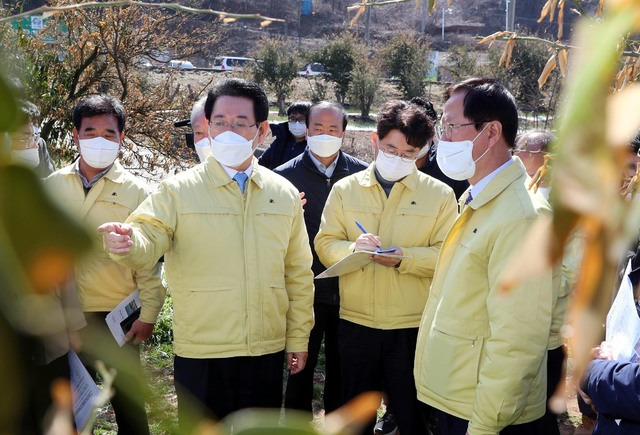 [고흥=뉴시스] 맹대환 기자 = 김영록 전남지사가 19일 한파 피해를 입은 고흥군 풍양면 유자농장을 살펴보고 있다. (사진=전남도 제공) 2021.02.19 photo@newsis.com *재판매 및 DB 금지