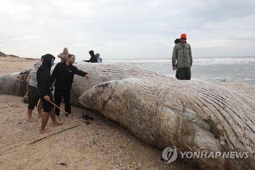 이스라엘 아슈켈론 인근 해변에서 죽은 채 발견된 긴수염고래 새끼 [epa=연합뉴스 자료사진]