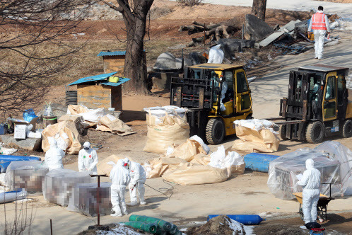 19일 오전 경기도 화성시의 산란계 농장인 산안농장에서 방역 관계자들이 살처분 작업을 하고 있다.(사진=연합뉴스)