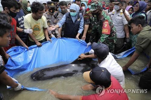 들쇠고래를 수심이 깊은 곳으로 옮기는 모습 [AP=연합뉴스]