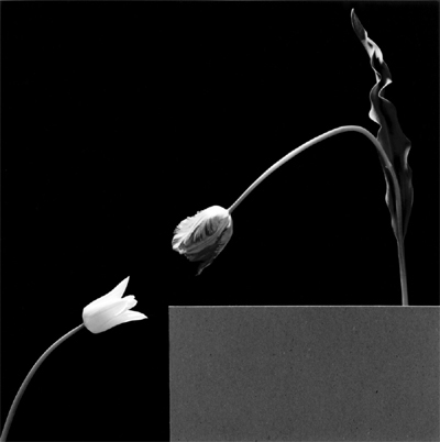 `Two Tulips` [사진 제공 = 국제갤러리]
