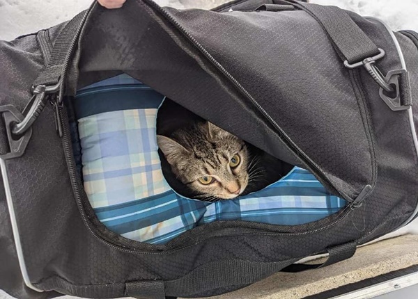 미국 오하이오주 버틀러 카운티에서 신고된 가방 안에서 발견된 어미 고양이 스프링클스. 애니멀프렌즈휴메인소사이어티 페이스북