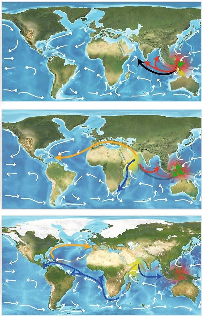 해마의 세계 확산 과정. (위) 동남아의 해마가 1800만∼2300만년 전 인도양과 테티스 해를 거쳐 퍼져나가기 시작한다. (가운데) 테티스 해가 막히기 직전 대서양을 횡단해 북아메리카로 확산한다. (아래) 500만년 전 인도양의 해마가 아프리카 최남단 희망봉을 돌아 남아메리카로 퍼지고 이어 파나마 해협을 지나 태평양에 진출한다. 리 천인 외 (2021) ‘네이처 커뮤니케이션스’ 제공.