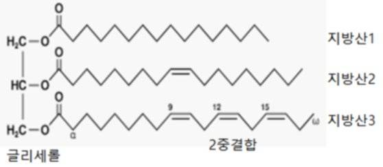 [그림1] 지방의 구조. 글리세롤 한 분자에 지방산 3분자가 결합해있는 것이 지방이다. 3분자의 지방산은 지방의 종류에 따라 다를 수도 같을 수도 있다. [자료 이태호]