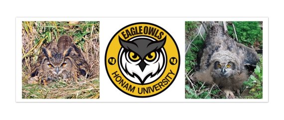 호남대가 오는 26일 국내 대학 최초로 창단하는 e스포츠구단 '수리부엉이(Eagle Owls)' 심볼마크(사진 가운데)와 호남대 캠퍼스에서 서식하고 있는 수리부엉이(왼쪽·오른쪽) 모습.사진=호남대 제공