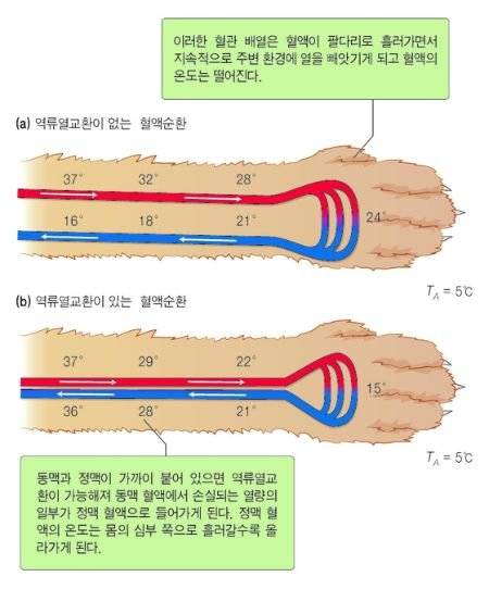 역류열교환. [자료 한호재(2021) 수의생리학 제6판, (주)라이프사이언스]