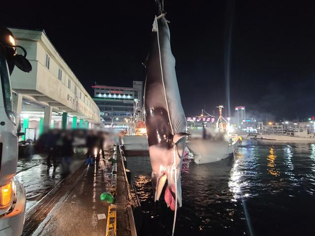 작살에 찔려 죽은 채 떠다니다 어선에 발견된 밍크고래. 포항해경 제공