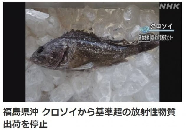 지난 22일 일본 후쿠시마현 신치초 앞바다 8.8km 지점, 수심 24m 어장에서 잡힌 우럭에서 기준치의 5배가 넘는 방서성 물질인 세슘이 검출됐다고 NHK가 보도했다. [사진=NHK홈페이지 캡처]
