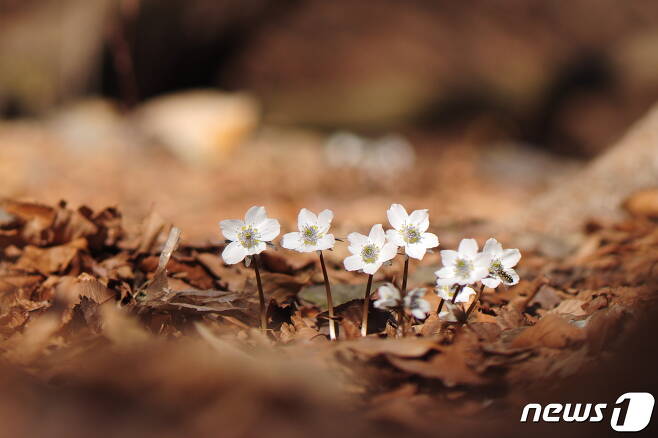 국립공원공단 경주국립공원 사무소는 25일 봄을 대표하는 야생화 변산바람꽃이 꽃을 피웠다고 밝혔다. (국립공원공단 경주국립공원사무소제공)2021.2.25 /© 뉴스1