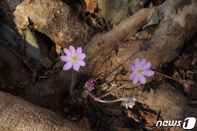 국립공원공단 경주국립공원 사무소는 25일 공개한 야생화 노루귀 꽃. (국립공원공단 경주국립공원사무소제공)2021.2.25 /© 뉴스1
