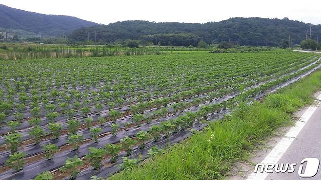전남 장성군의 한 논에 재배한 콩. © News1 박영래 기자