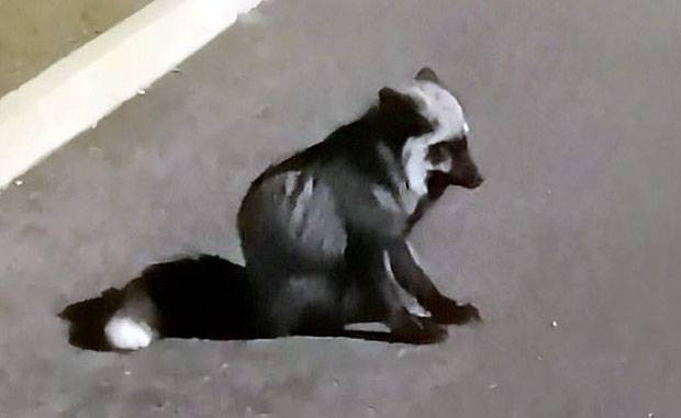 2일(현지시간) 데일리메일은 영국 사우스웨일스주 시내에 멸종위기 은여우가 출몰했다고 전했다.