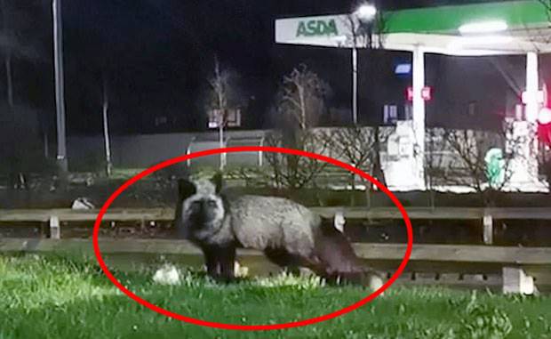 먹이를 물고 도로를 가로지른 여우는 잔뜩 몸을 움츠리고 구경꾼을 주시했다.