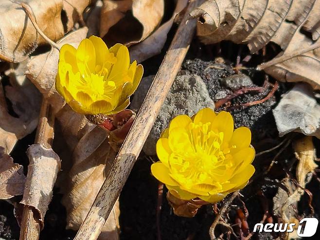 봄을 알리는 야생화인 복수초가 4일 덕유산에서 화려한 자태를 뽐내며 만개했다.(덕유산국립공원제공)2021.3.4/뉴스1 © News1 김동규 기자