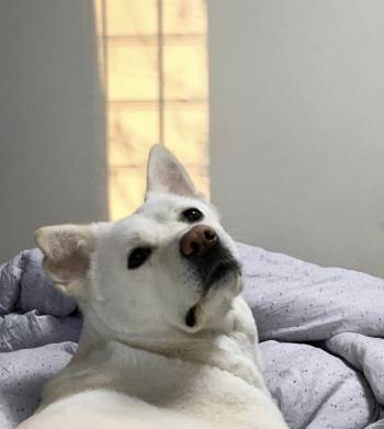 진돗개 진솔이가 좋아라하는 오빠방./사진=진솔이 보호자 인스타그램