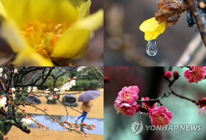 봄을 재촉하는 꽃, 그리고 비 [연합뉴스 자료 사진]