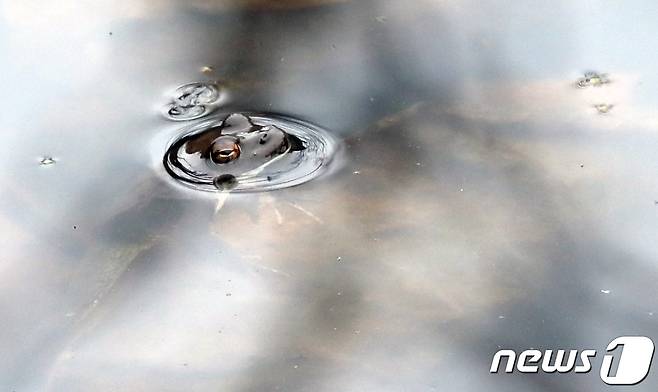 겨울잠에서 깬 개구리/뉴스1 © News1