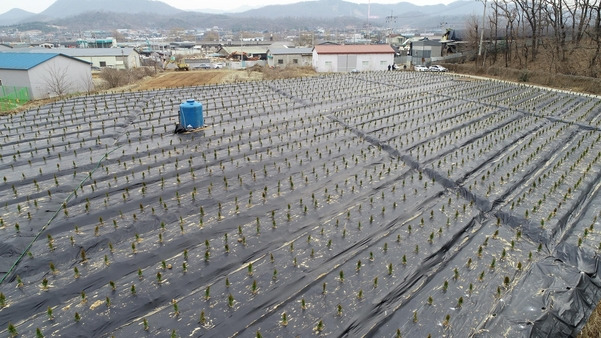 LH 직원들의 땅 투기 의혹이 제기된 경기도 시흥시 과림동 땅에 묘목이 심어져 있다./연합뉴스