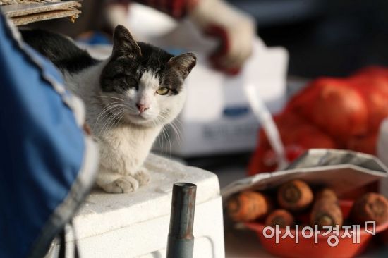 민족 최대 명절 설을 앞둔 5일 서울 송파구 가락동 농수산물도매시장에서 고양이 한 마리가 앉아 있다. /문호남 기자 munonam@