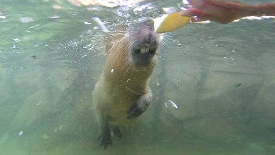 에버랜드에 마련된 온천에서 수영 중인 카피바라. 왕준열PD