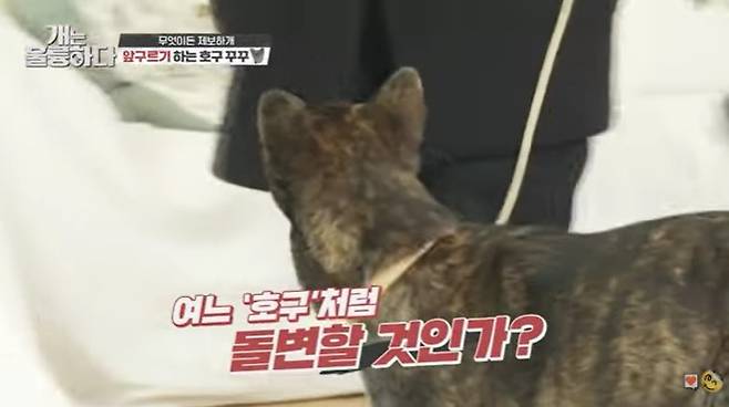 순한 꾸꾸가 나왔을 뿐인데 덧씌워진 빨간 글씨에 자극적인 자막. 이게 보는 이들에게 어떤 영향을 미칠줄은 알고 쓰는 것일지./사진=KBS 개는 훌륭하다 화면 캡쳐