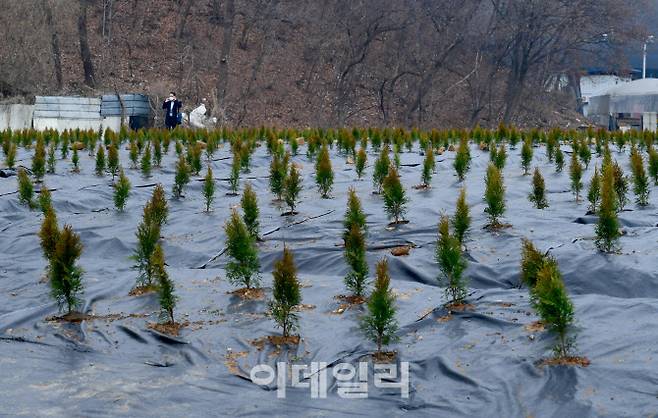 광명·시흥 신도시가 들어설 부지를 LH 직원들이 조직적으로 사들였다는 의혹이 제기된 가운데 4일 LH 직원 매수 의심 토지인 시흥시 과림동 현장에 묘목이 식재돼 있다. (사진=국회사진취재단)