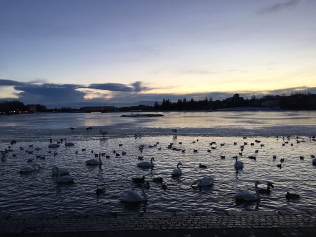 핀란드 수도 레이캬비크 시청 앞 호수에 수 많은 오리와 거위들 모습이 보인다. 이동학 작가