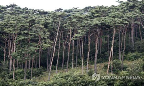 태안 안면송. 연합뉴스