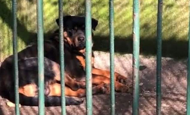 중국의 한 동물원이 개를 늑대로 둔갑시켰다가 뭇매를 맞았다. 6일 BBC는 6일 죽은 늑대 대신 개를 우리에 가둬 관람객을 맞도록 한 중국 동물원과 포스트코로나 시대 존폐 기로에 놓인 동물원의 현주소를 점검했다.
