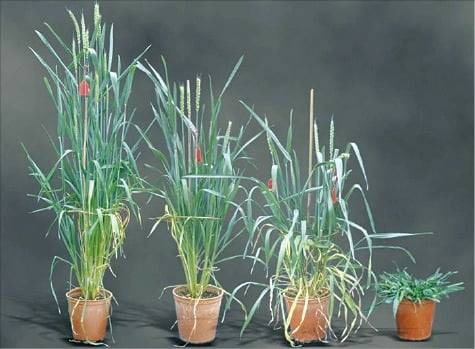 (그림2) GA 생합성 억제를 통한 밀의 키 조절 실험. GA의 2번 탄소에 수산화기(OH)를 도입하는 효소를 활성화하면 다양한 키의 밀을 만들 수 있다. 맨 왼쪽이 정상적인 밀. 출처: Trends in Plant Science(2000)