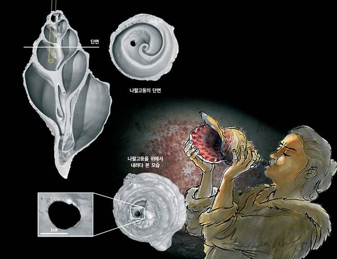 프랑스국립과학연구소(CNRS) 등 공동연구팀이 약 1만 8000년 전에 악기로 사용된 나팔고둥의 내부 구조를 분석했다. 나팔고둥 꼭대기에는 둥ㅇ근 기둥 모양의 막대로 구멍을 뚫은 흔적이 있었다. 나팔고둥을 악기로 활용하기 위해 형태를 변형시킨 흔적이다. 사이언스어드밴시스 (Fritz et al., Gilles Tosello) 제공