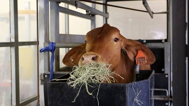 해조류를 섞은 소의 사료는 탄소 방출을 감소시킬 수 있다.[호주연방과학원 제공]　