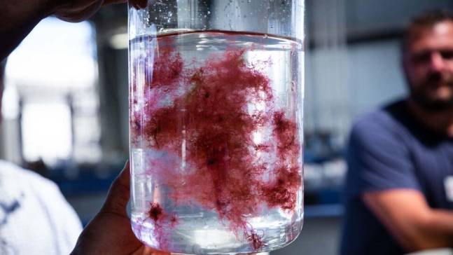 분홍빛 바다고리풀 [‘퓨처 피드’(Future Feed) 제공]