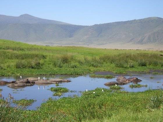 물에 몸을 담그고 있는 하마 무리. 주변에 먹이가 되는 풀이 많이 있다. 탄자니아 응고롱고로국립공원. [사진 신남식]
