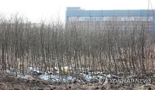 투기 의혹 토지에 빽빽하게 심어진 묘목 (시흥=연합뉴스) 한국토지주택공사(LH) 일부 직원들의 광명·시흥 신도시 땅 투기 의혹이 제기된 경기도 시흥시 무지내동의 한 토지에 묘목이 빽빽하게 심겨 있다.