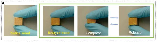 버섯을 감염시킨 발사나무는 목질부가 분해되면서 밀도가 크게 낮아진다. 누르면 쉽게 압축돼 전기를 생산할 수 있다./사이언스