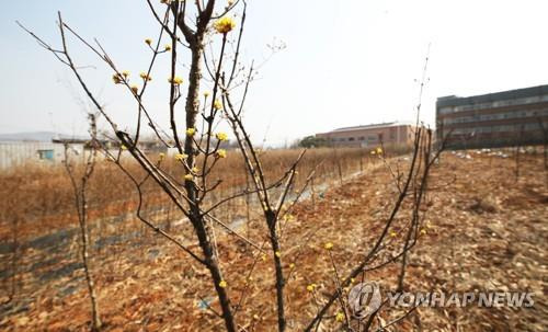 LH 직원 투기 의혹 토지에 심어진 산수유 (시흥=연합뉴스) 홍기원 기자 = LH 일부 직원들의 광명ㆍ시흥 신도시 땅 투기 의혹이 제기된 경기도 시흥시 무지내동의 한 토지에 지난 8일 오후 산수유가 심겨 있는 모습. xanadu@yna.co.kr (끝)