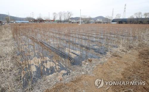 묘목 심어진 LH 직원 투기 의혹 광명 시흥 토지 [연합뉴스 자료사진]