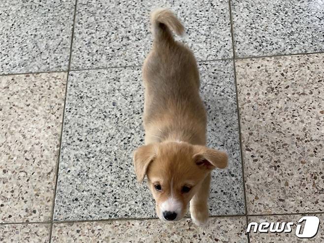 경기도 도우미견 나눔 센터에서 입양을 기다리는 강아지© 뉴스1