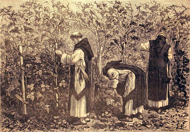 포도나무 재배법을 연구하고 있는 시토 수도원의 수도사들. 위키미디어