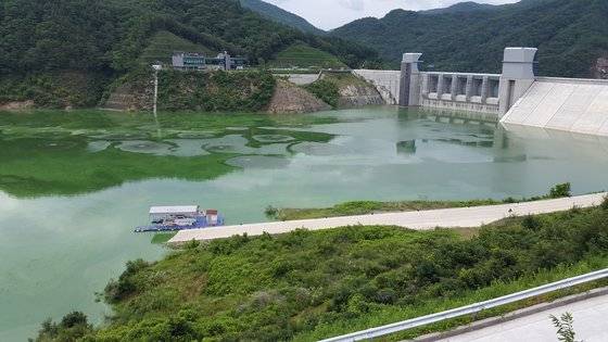 낙동강 상류 내청천에 설치된 영주댐의 녹조. [내성천 보존회]