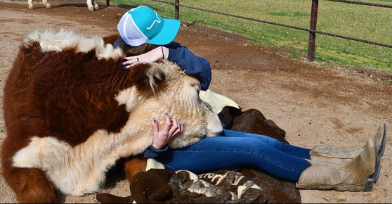 미국에선 전국 농장 곳곳에 소와 시간을 보낼 수 있는 유료 프로그램이 생겨나고 있다. [인스타그램 캡처]