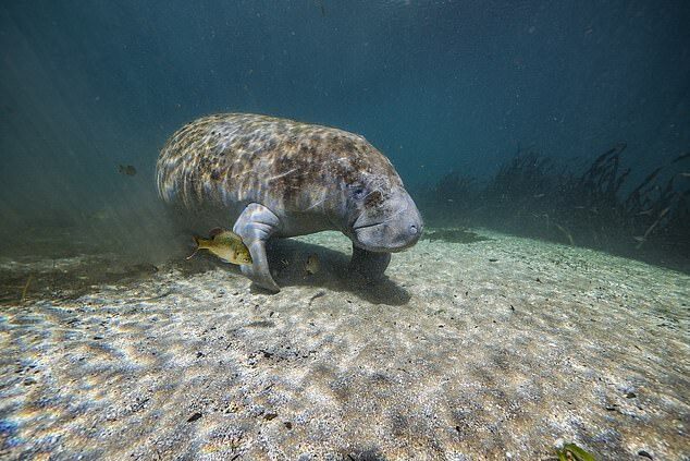 미국 플로리다 해안에서 서식하는 매너티 (FFWC 제공)