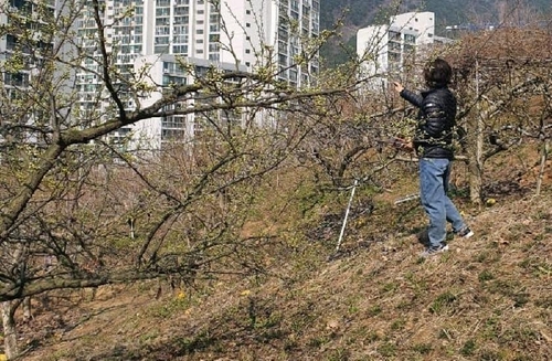 가음정 근린공원 과수원 현장 조사하는 최영희 정의당 창원시의원 [최영희 시의원 페이스북 캡처]