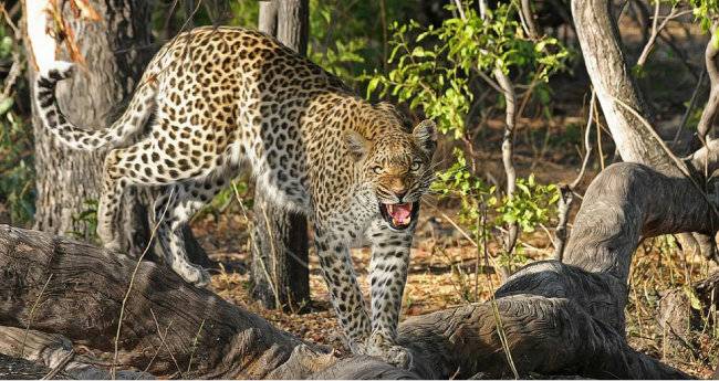 표범은 사냥한 먹잇감을 나무 위에 걸어두는 습성이 있다. [Pixels]