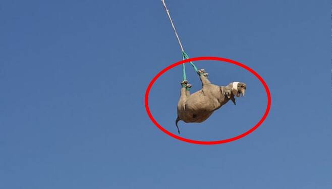마취총을 맞은 아프리카 검은코뿔소 한 마리가 거꾸로 매달린 채 헬리콥터에 실려 안전한 서식지로 이동되고 있다